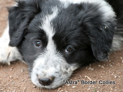 Black and white Female, rough coat, border collie puppy